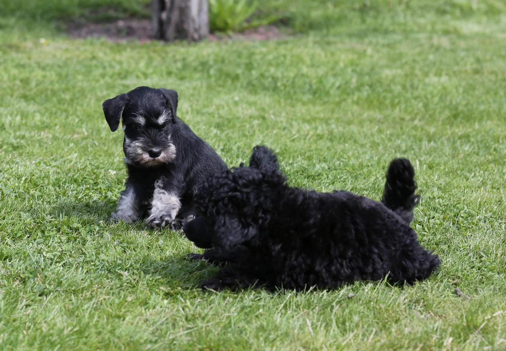 Valp hos Kennel Fixus