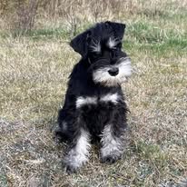 Valp hos Kennel Fixus