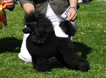 Ur kennelns arkiv, 2008