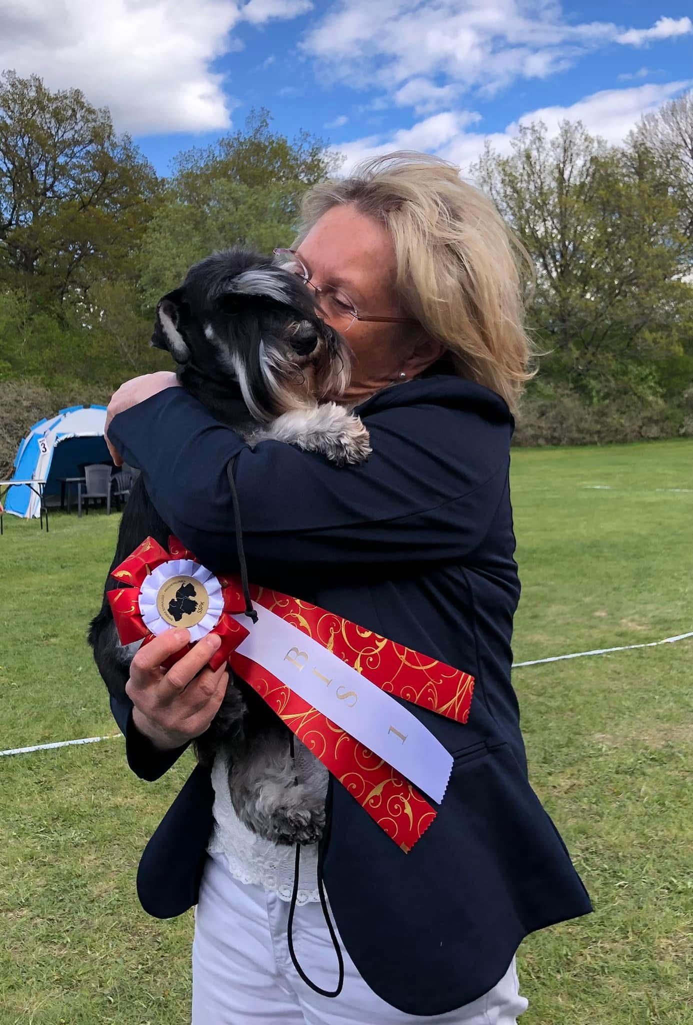 Svart dvärgschnauzer, rasen dvärgschnauzer