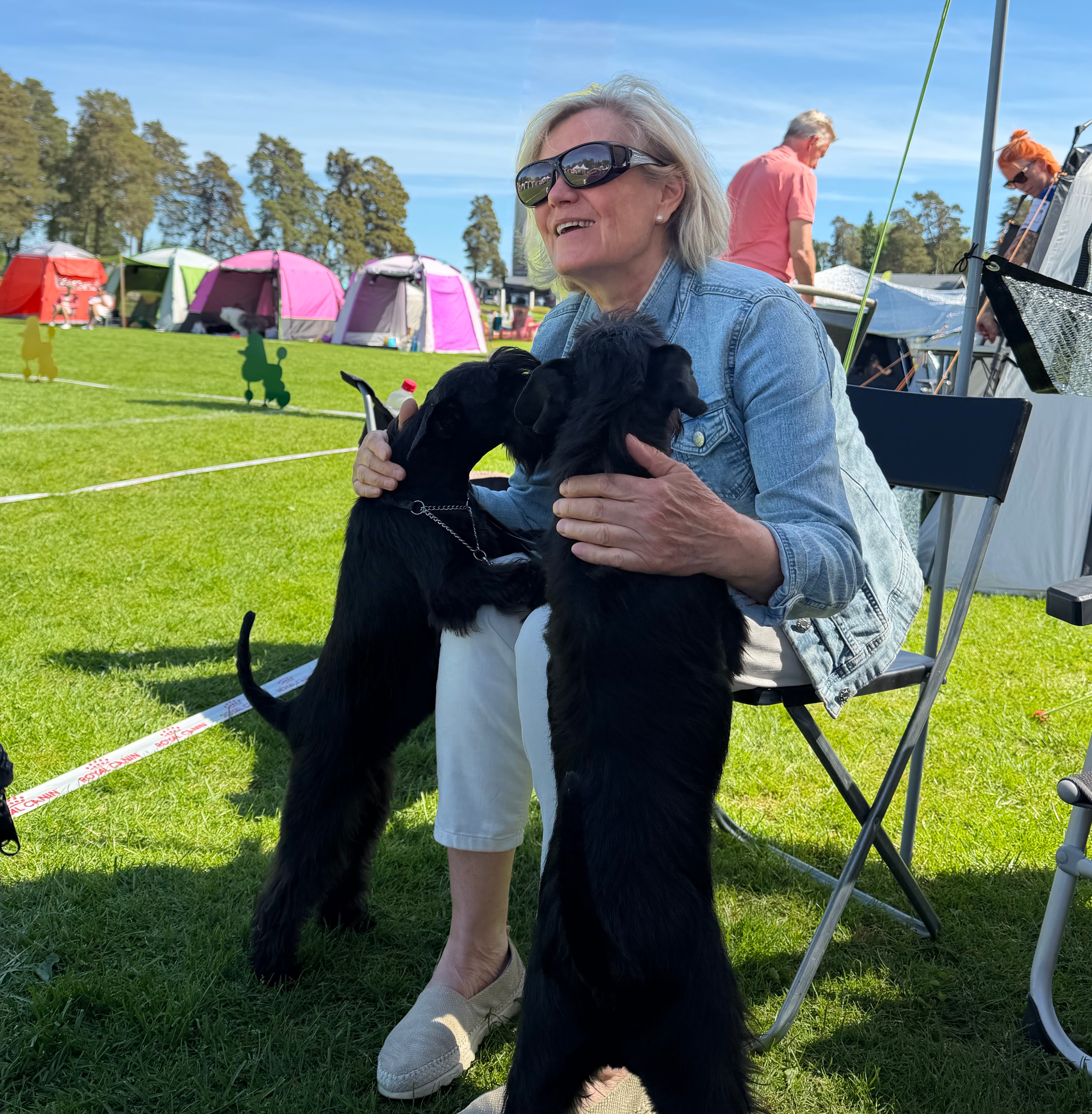 Svart dvärgschnauzer, rasen dvärgschnauzer